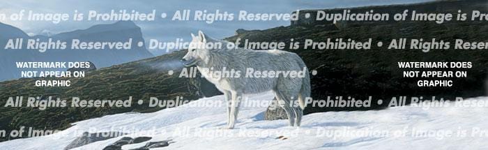 Arctic Wolf Rear Window Decal - Custom Vinyl Graphics