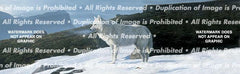 Arctic Wolf Rear Window Decal - Custom Vinyl Graphics