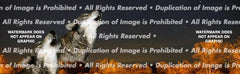 Call Of The Wild Rear Window Decal - Custom Vinyl Graphics