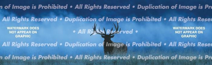 Elk in Fog Rear Window Decal - Custom Vinyl Graphics
