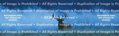 Elk in Fog Rear Window Decal - Custom Vinyl Graphics