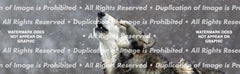 Howling in the Snow Rear Window Decal - Custom Vinyl Graphics