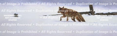 Lonely Hunter Rear Window Decal - Custom Vinyl Graphics