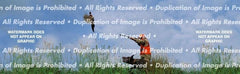 Pheasant 2 Rear Window Decal - Custom Vinyl Graphics
