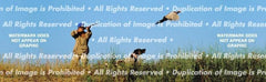 Pheasant 3 Rear Window Decal - Custom Vinyl Graphics