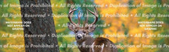 White Tail Rear Window Decal - Custom Vinyl Graphics