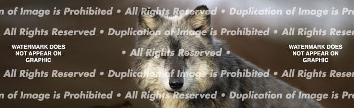 Wolf Portrait Rear Window Decal - Custom Vinyl Graphics