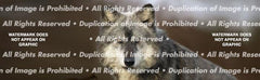 Wolf Portrait Rear Window Decal - Custom Vinyl Graphics