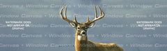 A Moment In Time Rear Window Decal - Custom Vinyl Graphics