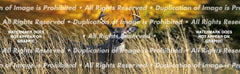 Autumn Buck Rear Window Decal - Custom Vinyl Graphics