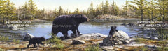 Black Bears Rear Window Decal - Custom Vinyl Graphics