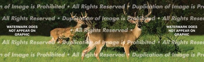 Buck Fever Rear Window Decal - Custom Vinyl Graphics