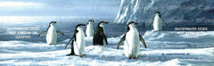 Chin Strap Penguins Rear Window Decal - Custom Vinyl Graphics