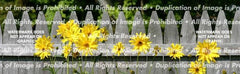 Flowers 1 Rear Window Decal - Custom Vinyl Graphics
