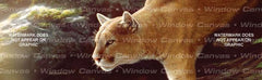 Focus I Rear Window Decal - Custom Vinyl Graphics