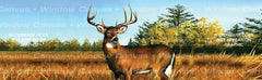 November Buck Rear Window Decal - Custom Vinyl Graphics