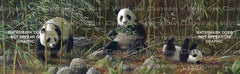Three Pandas Rear Window Decal - Custom Vinyl Graphics