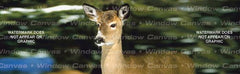 Winter Doe Rear Window Decal - Custom Vinyl Graphics