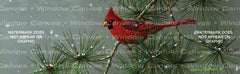 Winter Snowfall Cardinal Rear Window Decal - Custom Vinyl Graphics
